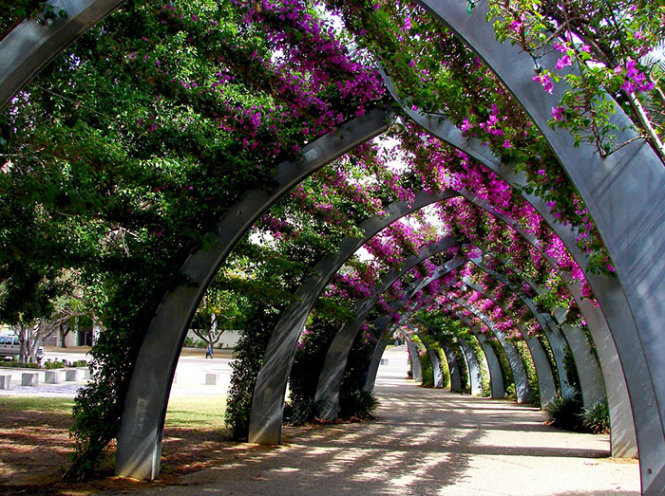 Đường hoa ở Brisbane, Úc